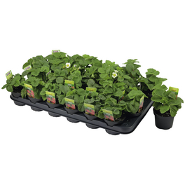 Erdbeere, Fragaria , Blütenfarbe: weiß