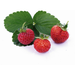 Erdbeeren, Fragaria x ananassa »Mieze Schindler«, aufrechter Wuchs