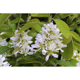 Erlenblättrige Felsenbirne 'Greatberry® Aroma', Amelanchier alnifolia, Frucht: gruen_braun