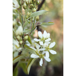 Erlenblättrige Felsenbirne 'Greatberry® Farm', Amelanchier alnifolia, Frucht: blauschwarz