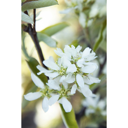 Erlenblättrige Felsenbirne 'Greatberry® Fruity', Amelanchier alnifolia, Frucht: blauschwarz Erlenblättrige Felsenbirne 'Greatberry® Fruity', Amelanchier alnifolia, Frucht: blauschwarz