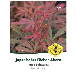 Fächerahorn, Acer palmatum »Jerre Schwartz«, Blätter: rot/braun