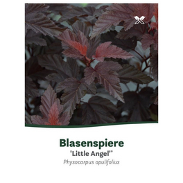 Fasanenspiere, Physocarpus opulifolius »Little Angel«, Blätter: rot, Blüten: weiß