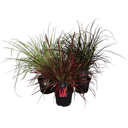 Federborstengras, Pennisetum , Pflanzenhöhe: 40-50 cm, grün