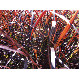 Federborstengras, Pennisetum x advena »Sky Rocket«, Pflanzenhöhe: 40-50 cm, weiß/grün