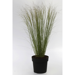 Federgras, Stipa tenuissima »Ponytails«, Pflanzenhöhe: 30-50 cm, grün
