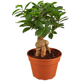 efeutute blue form Efeutute 🌿 Epipremnum Zimmerpflanze online kaufen München main image 0