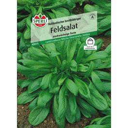 Feldsalat »Holländischer breitblättriger«, für die Ernte von Herbst bis Frühjahr, starkwüchsig