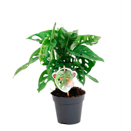philodendron princess white Philodendron 'White Princess' | Indoor Plant | Tropical Plant