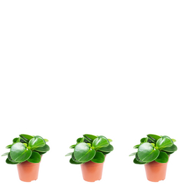 Flowerbox Zimmerpflanzen  frischer Wind in den eigenen vier Wnden