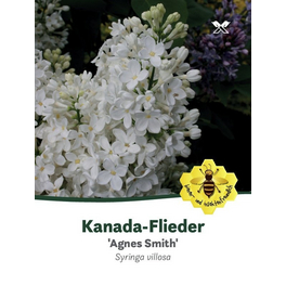 Flieder, Syringa josiflexa »Agnes Smith«, Blätter: grün, Blüten: weiß
