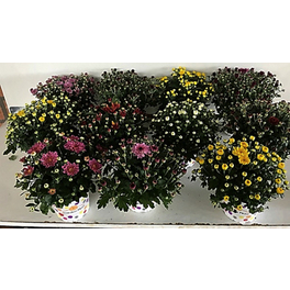 Freiland Chrysantheme, Chrysanthemum »Garden Mums«, max. Wuchshöhe: 25 cm