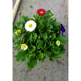 Fruehlingspflanzen, bis 30 cm