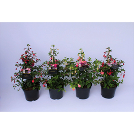 Fuchsie, Fuchsia Hybriden »Jollies«, Blüte: gemischt, einfach