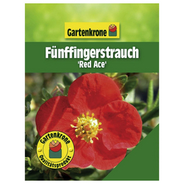 Fünffingerstrauch, Potentilla fruticosa »Red Ace«, Blätter: grün, Blüten: rot