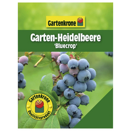 Garten-Heidelbeere, Vaccinium corymbosum »Bluecrop«, Frucht: blau, zum Verzehr geeignet