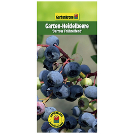 Garten-Heidelbeere, Vaccinium corymbosum »Darrow«, Frucht: blau, zum Verzehr geeignet