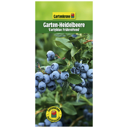 Garten-Heidelbeere, Vaccinium corymbosum »Earlyblue«, Frucht: blau, zum Verzehr geeignet