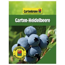 Garten-Heidelbeere, Vaccinium corymbosum, Frucht: blau, zum Verzehr geeignet