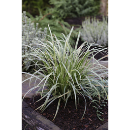 Garten-Segge, Carex dolichostachya »Silver Sceptre«, Pflanzenhöhe: 5-30 cm, grün