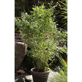 Gartenbambus, Fargesia murieliae »Eike«, Pflanzenhöhe: 60-80 cm, grün