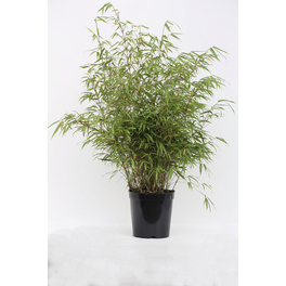 Gartenbambus, Fargesia murieliae »Rufa«, Pflanzenhöhe: 60-80 cm, grün