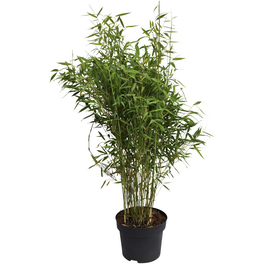 Gartenbambus, murielae Fargesia »Panda«, Pflanzenhöhe: 80-100 cm, dunkelgrün