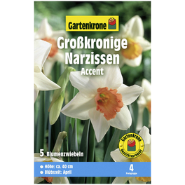 Gartenkrone Narzisse Accent, Weiß-Rosa, 5