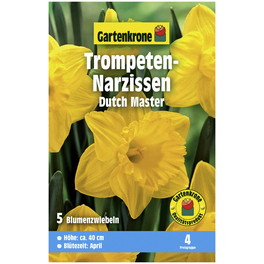 Gartenkrone Narzisse Dutch Master, Gelb, 5