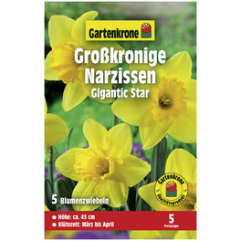 Gartenkrone Narzisse Gigantic Star, Gelb, 5