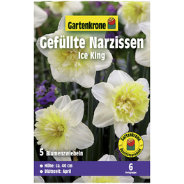 Gartenkrone Narzisse Ice King, Weiß, 5
