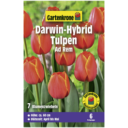 Gartenkrone Tulpe Ad Rem, Rot/Gelb, 7