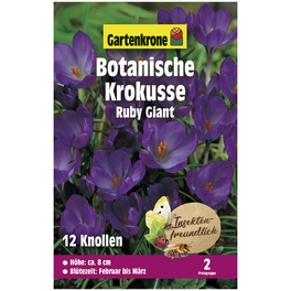 Gartenkrone Wildkrokusse Ruby Giant, Violett, 12