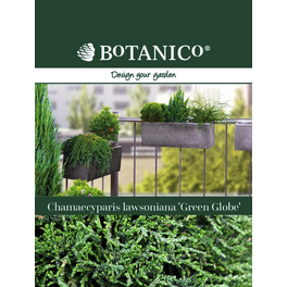 Gartenzypresse, Chamaecyparis lawsoniana »Green Globe«, immergrün