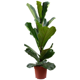 Geigenfeige, Ficus lyrata, im Kunststoff-Kulturtopf