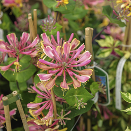 Geißblatt, Lonicera heckrottii »Goldflame«, Höhe: 60 - 100 cm, Blütenfarbe: zweifarbig