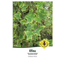 Gelbbunter Efeu, Hedera helix »Goldchild«, Blattfarbe: grün/gelb