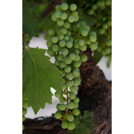 Gelbe Weinrebe, Vitis vinifhera »Phönix«, Frucht: hellgelb, zum Verzehr geeignet