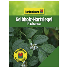 Gelbholz-Hartriegel, Cornus stolonifera »Flaviramea«, Blätter: grün, Blüten: weiß