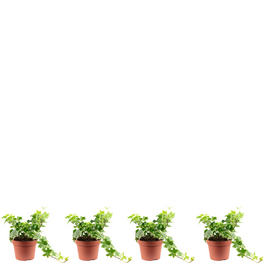 Gemeiner Efeu Hedera Helix, 3er-Set, grün/bunt, Topf-Ø: 13 cm