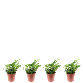 Gemeiner Efeu Hedera Helix, 3er-Set, grün/bunt, Topf-Ø: 9 cm