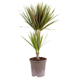 Geranderter Drachenbaum, Dracaena Marginata, im Kunststoff-Kulturtopf