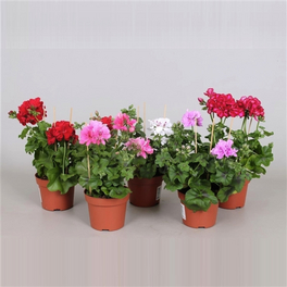 Geranie, Pelargonium peltatum, Blüte: gemischt, einfach