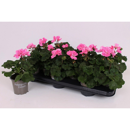Geranie, Pelargonium zonale, Blüte: rosa, einfach