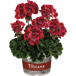 Geranie, Pelargonium zonale »Hot Spot Kiss«, Blüte: rot, gefüllt