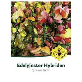 Ginster, Cytisus »in Sorten«, Blätter: grün, Blüten: bunt