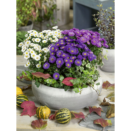 Glattblatt-Aster, Aster novi-belgii, max. Wuchshöhe: 150 cm, Blüte: mehrfarbig