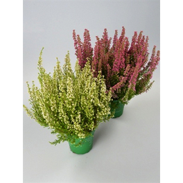 Glockenheide, Erica gracilis, max. Wuchshöhe: 25 cm, Blüte: bunt