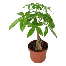 Gluecksbaum, Pachira aquatica Gluecksbaum, Pachira aquatica