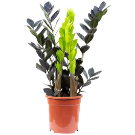 Glücksfeder, Zamioculcas zamiifolia, im Kunststoff-Kulturtopf